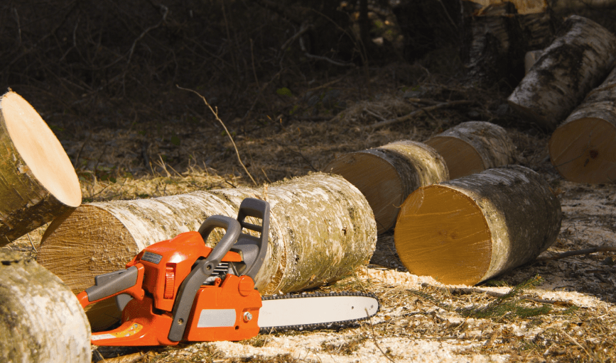 Tree Removal Service